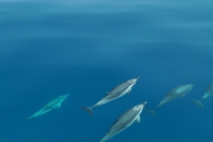 dauphins-bleu-blanc-4-rencontre-mediterranee-villefranche-sur-mer-nice-antibes-cannes